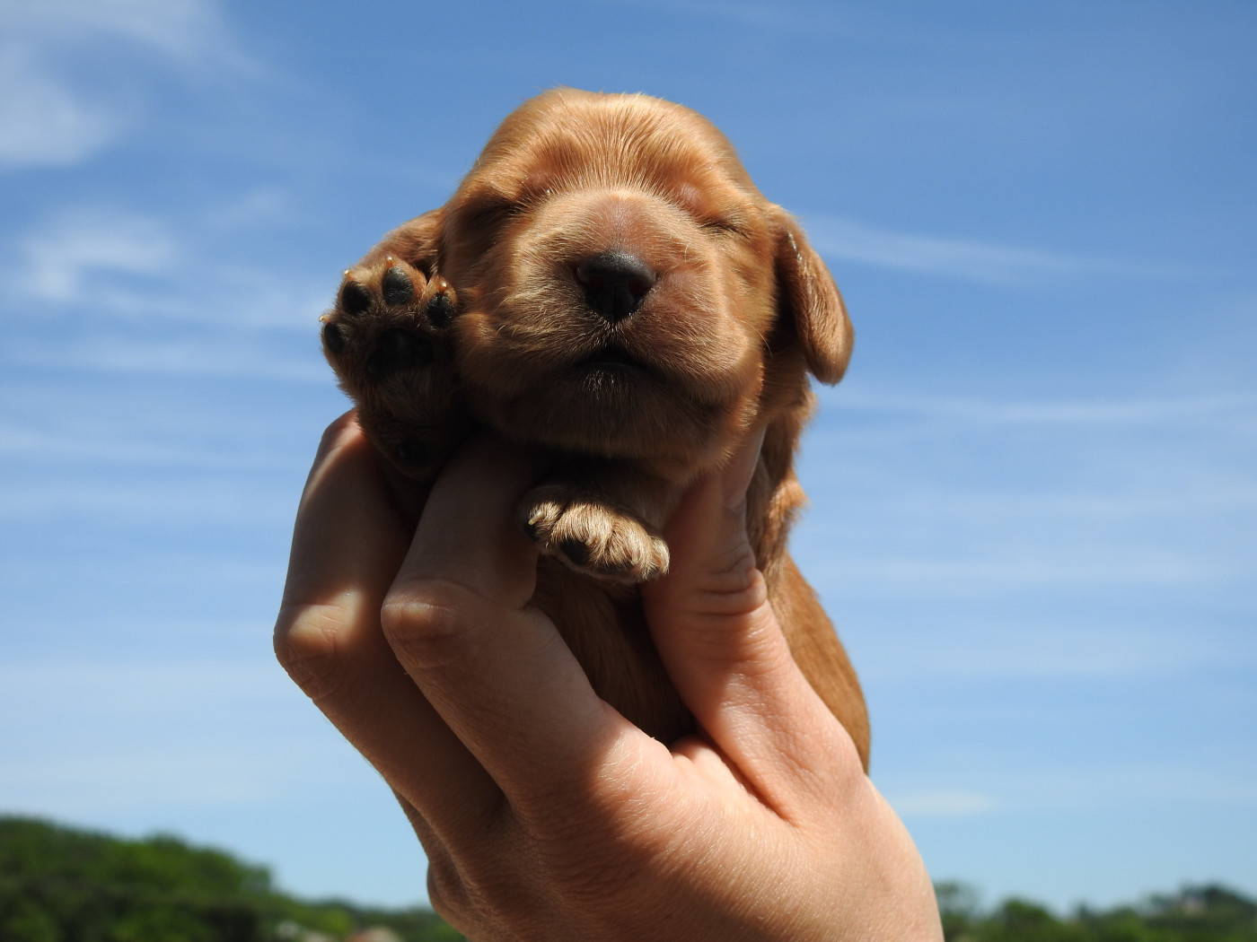 Du Clos De La Majesty - Chiots disponibles - Cocker Spaniel Anglais