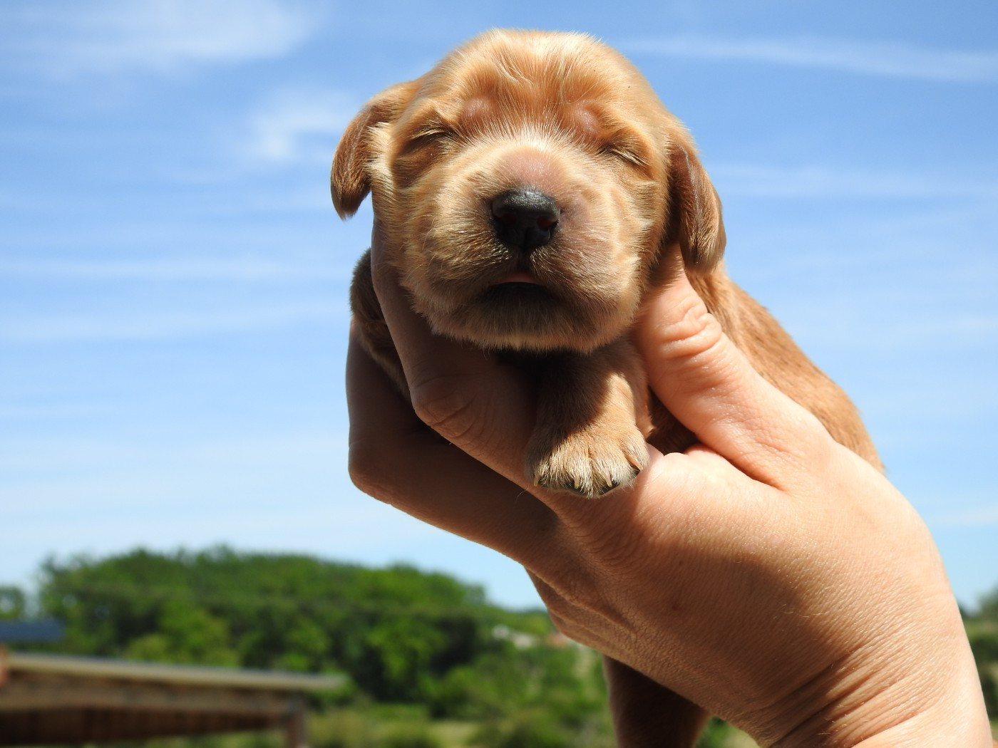 Du Clos De La Majesty - Chiots disponibles - Cocker Spaniel Anglais