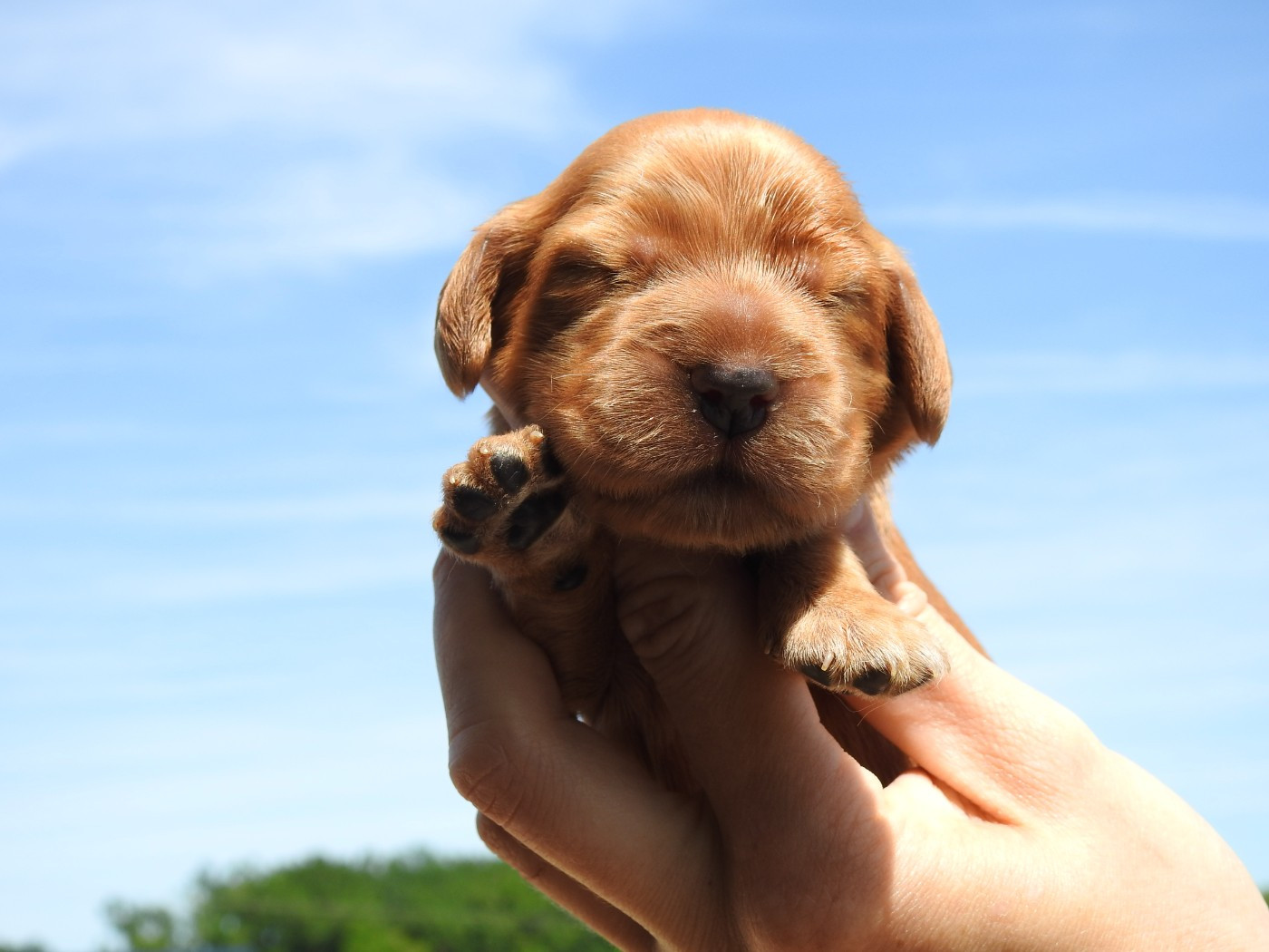 Du Clos De La Majesty - Chiots disponibles - Cocker Spaniel Anglais