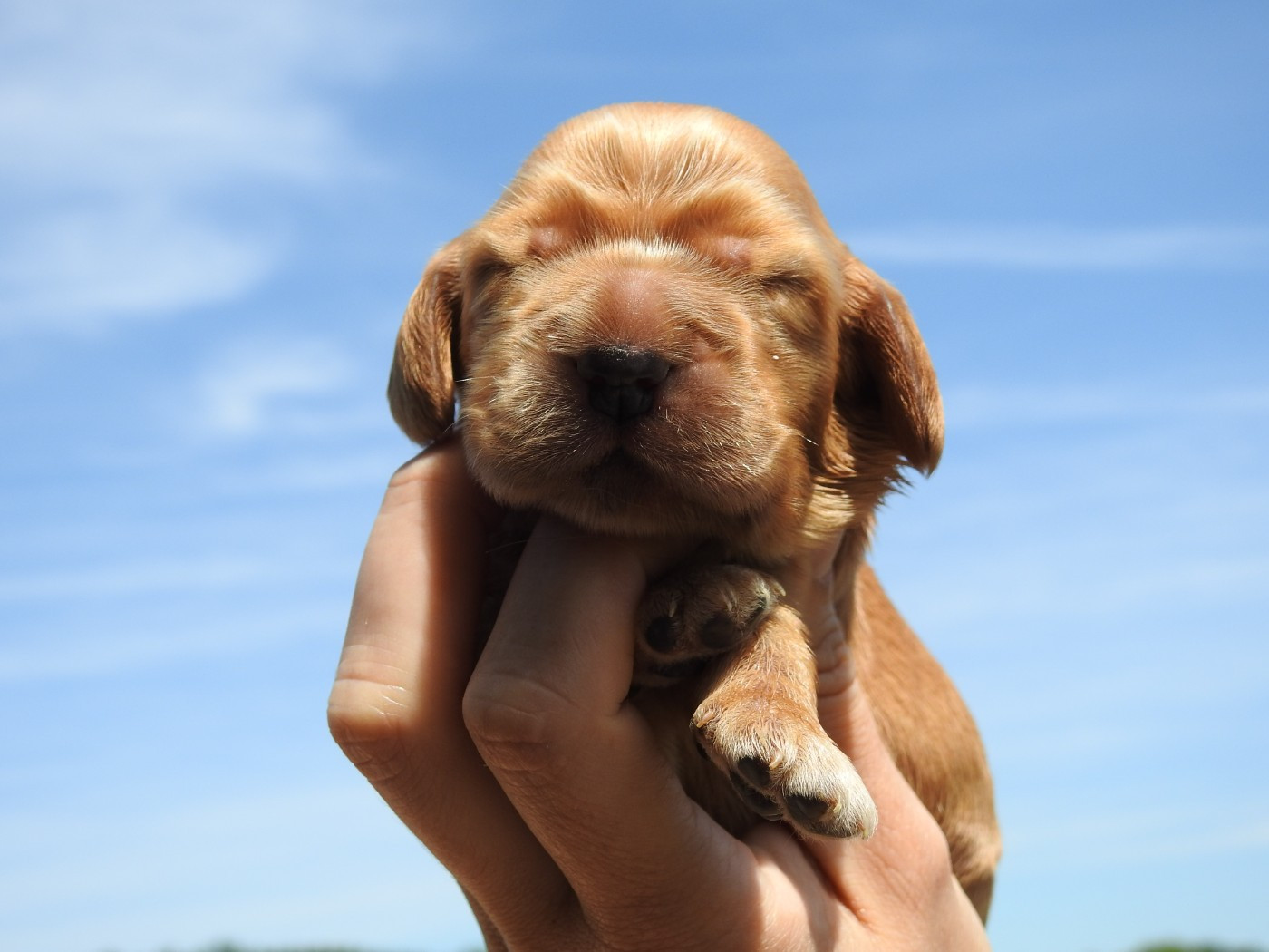 Du Clos De La Majesty - Chiots disponibles - Cocker Spaniel Anglais