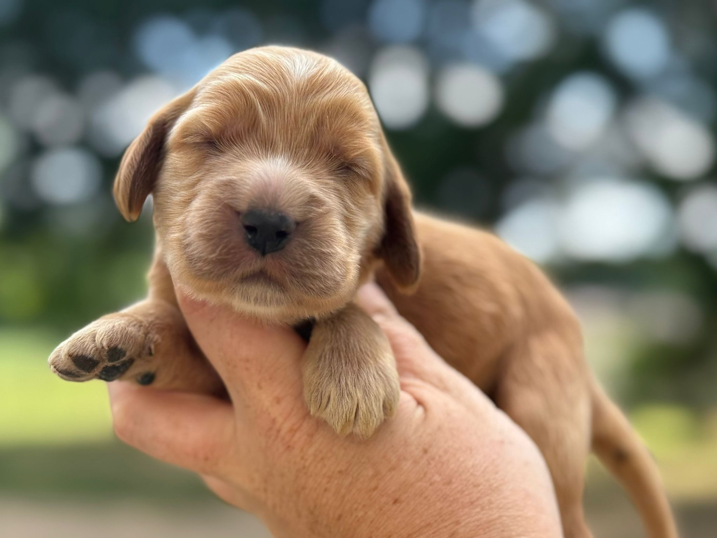 Chiot Cocker Spaniel Anglais Du Clos De La Majesty