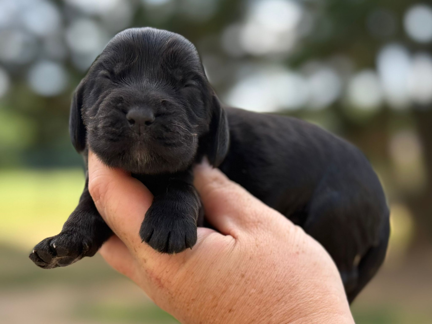 Du Clos De La Majesty - Chiots disponibles - Cocker Spaniel Anglais