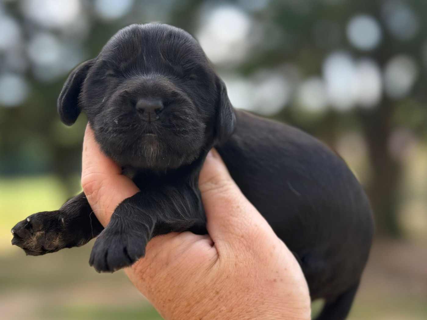 Du Clos De La Majesty - Chiots disponibles - Cocker Spaniel Anglais