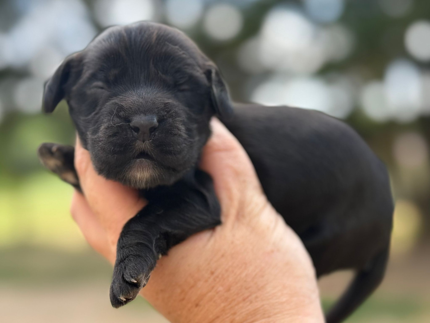 Du Clos De La Majesty - Chiots disponibles - Cocker Spaniel Anglais