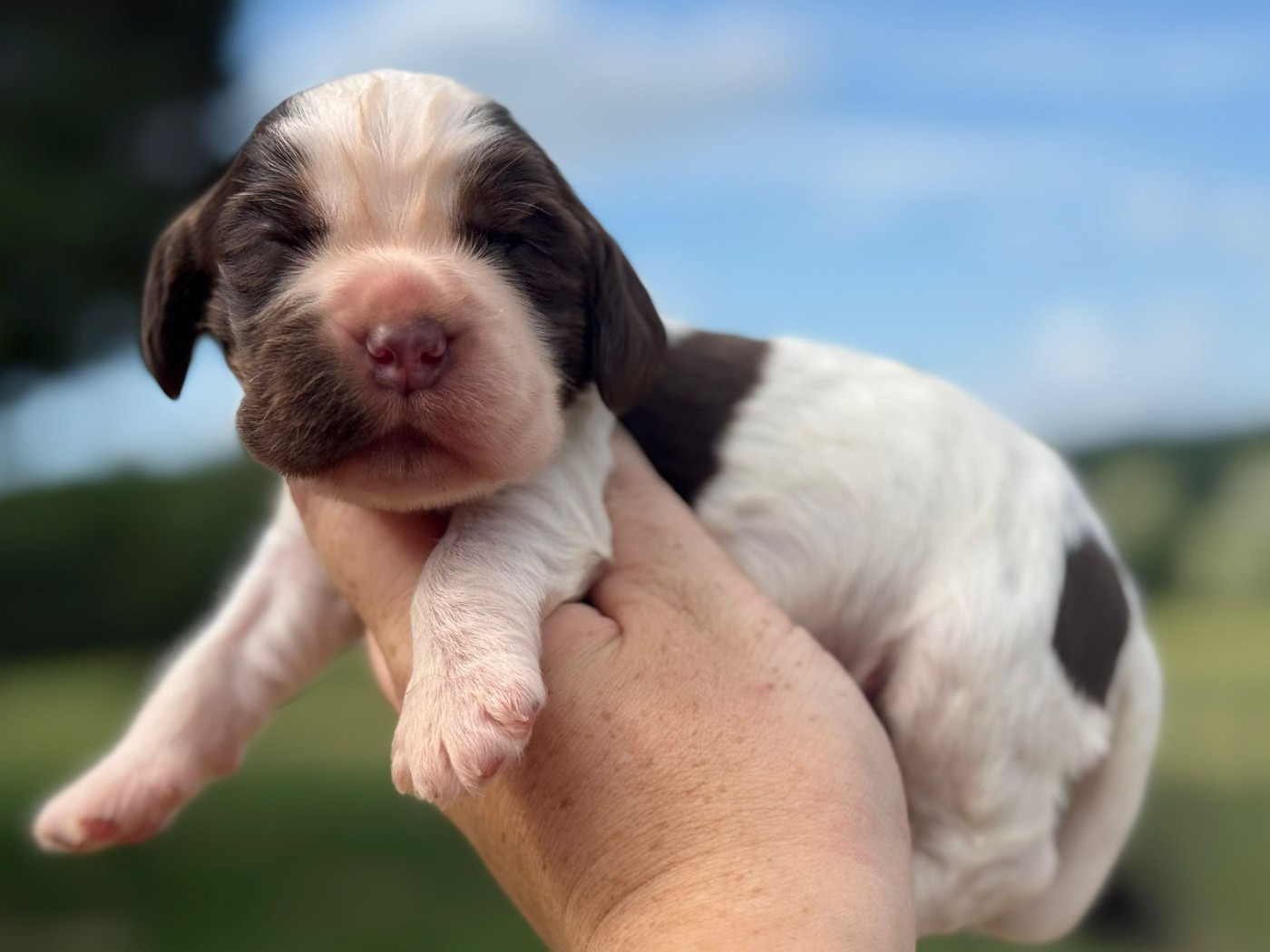 Du Clos De La Majesty - Chiots disponibles - Cocker Spaniel Anglais
