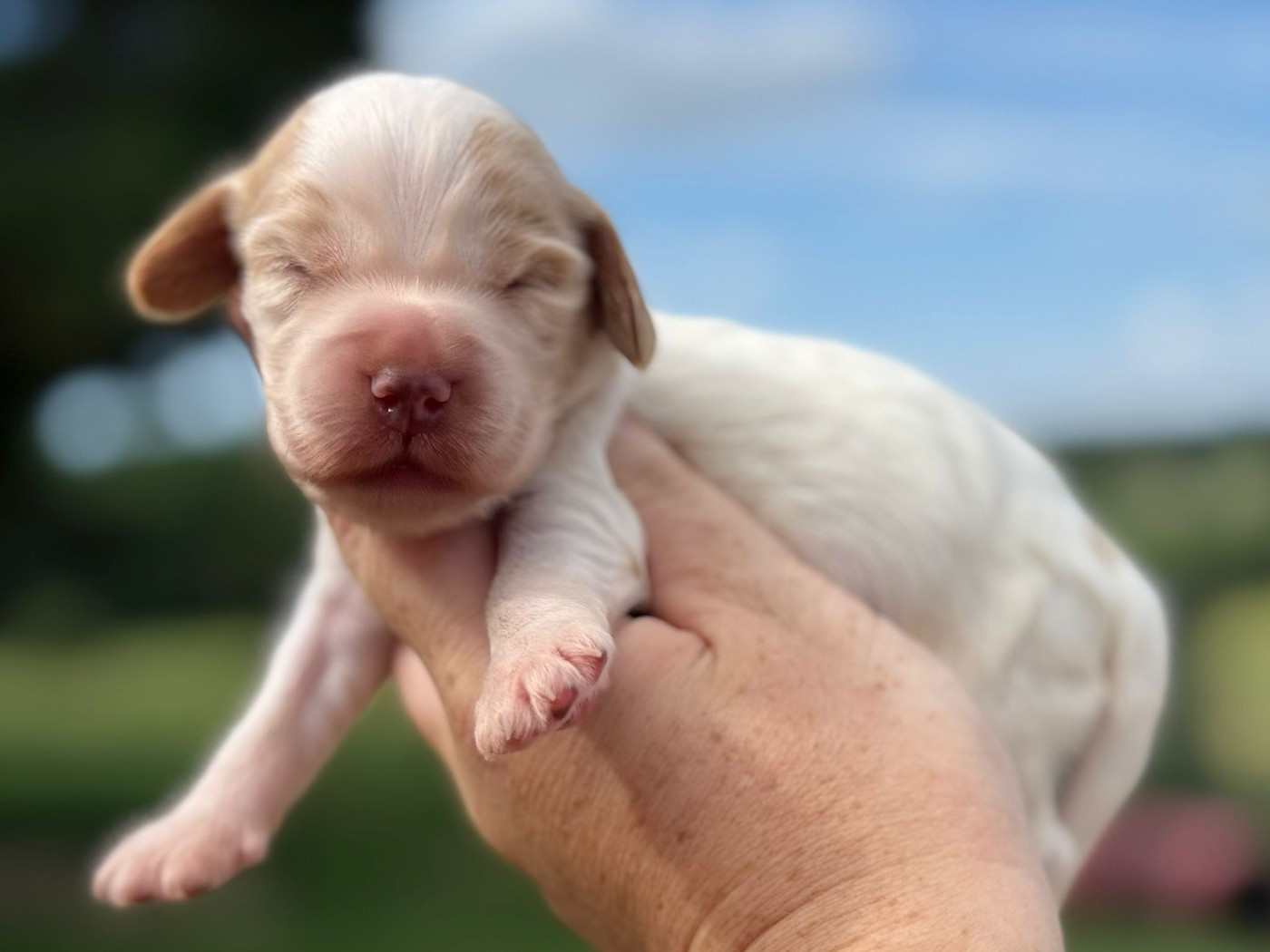 Du Clos De La Majesty - Chiots disponibles - Cocker Spaniel Anglais
