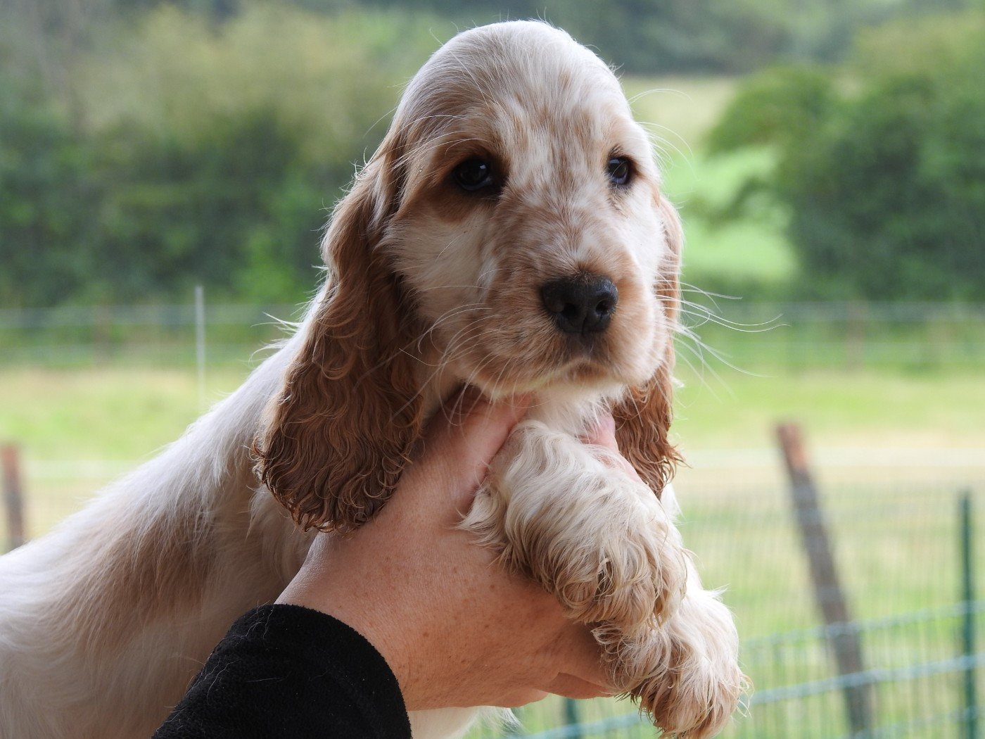 Chiot Cocker Spaniel Anglais Du Clos De La Majesty
