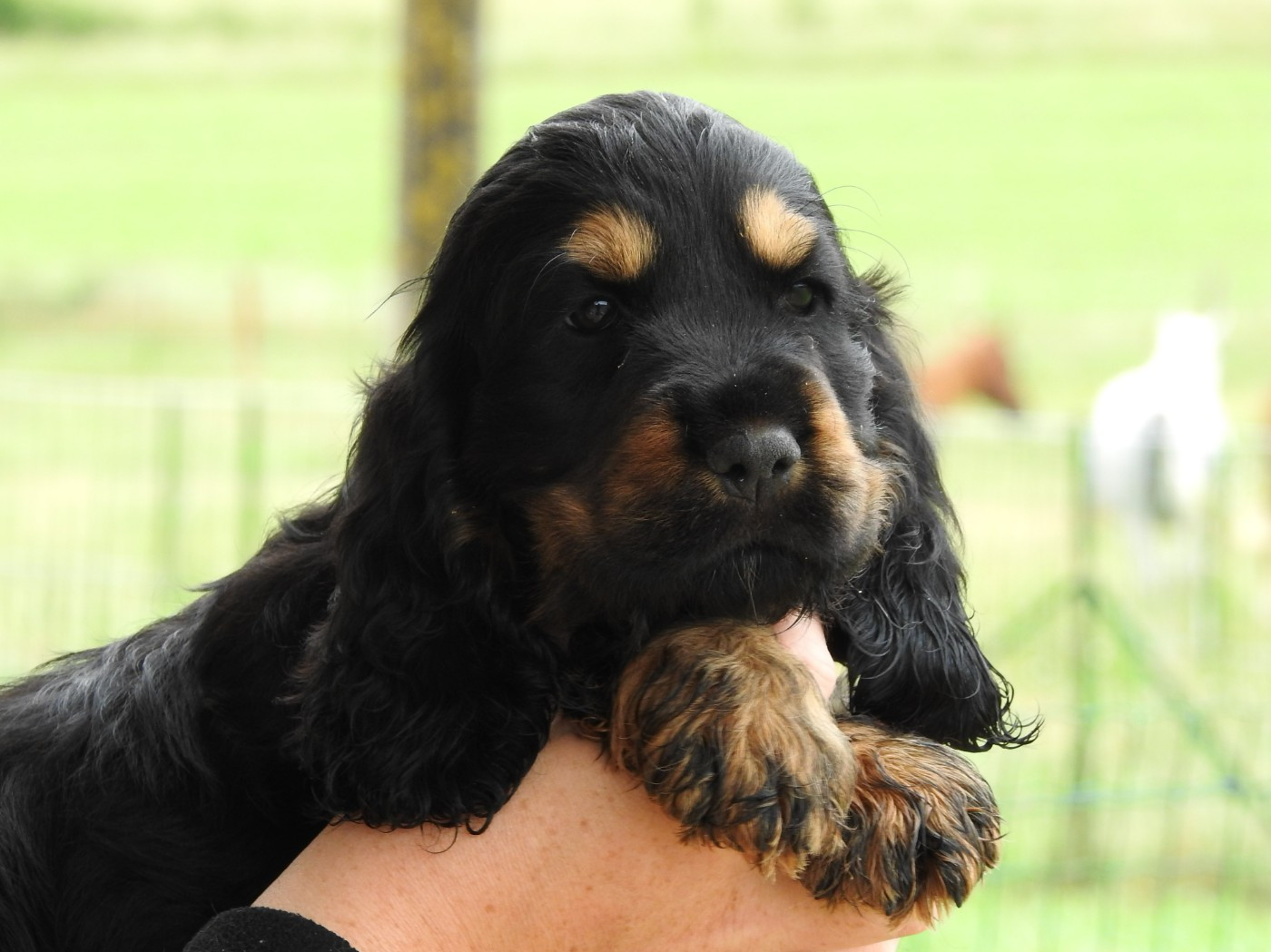 Chiot Cocker Spaniel Anglais Du Clos De La Majesty