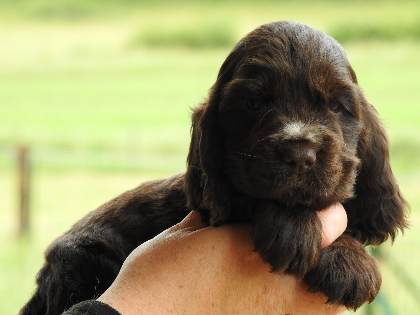 Chiot Cocker Spaniel Anglais Du Clos De La Majesty