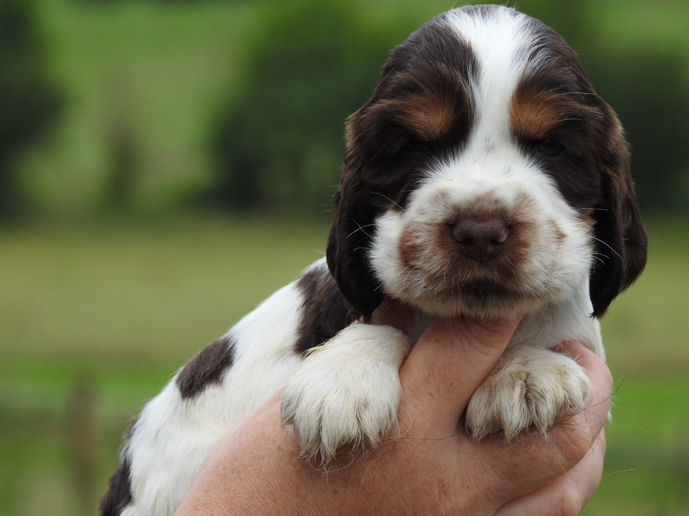 Du Clos De La Majesty - Chiots disponibles - Cocker Spaniel Anglais