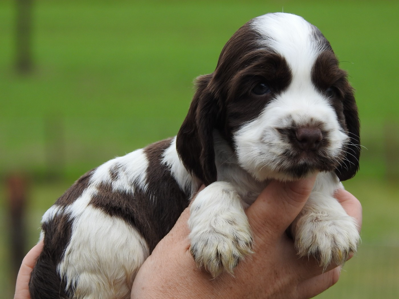 Du Clos De La Majesty - Chiots disponibles - Cocker Spaniel Anglais
