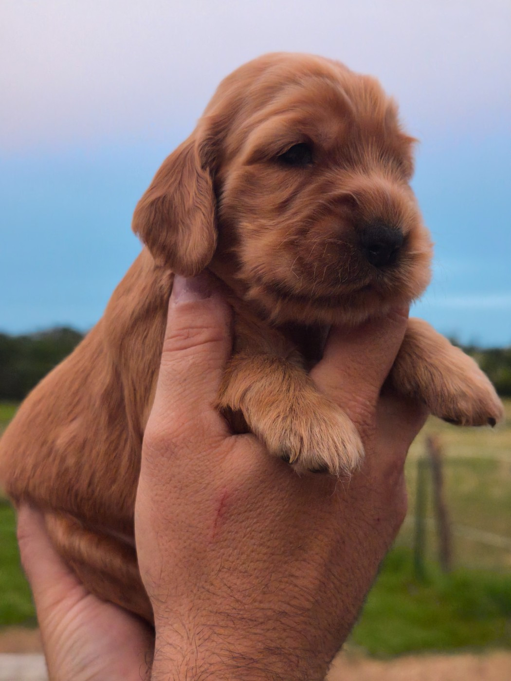 Du Clos De La Majesty - Chiots disponibles - Cocker Spaniel Anglais
