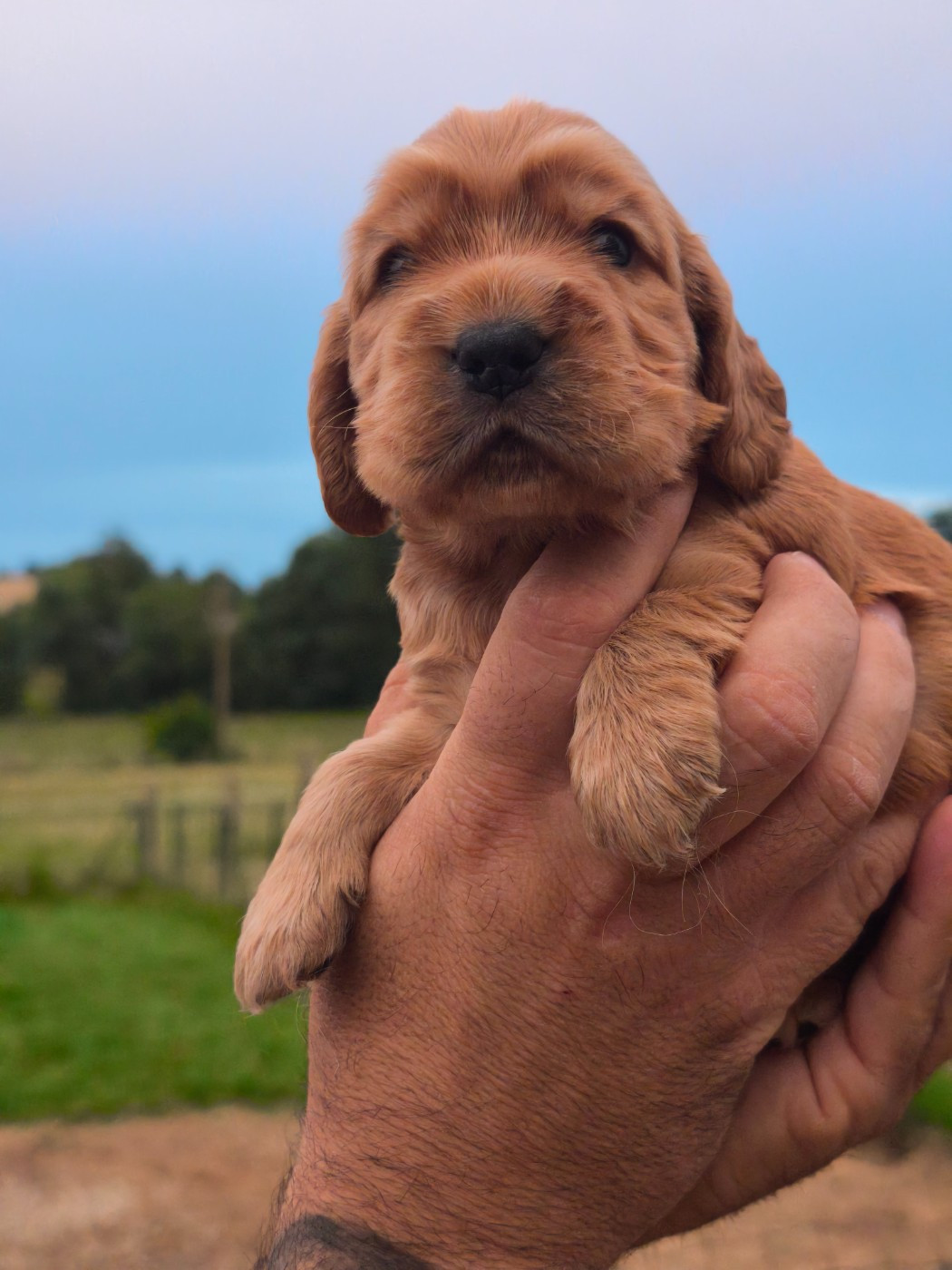 Du Clos De La Majesty - Chiots disponibles - Cocker Spaniel Anglais