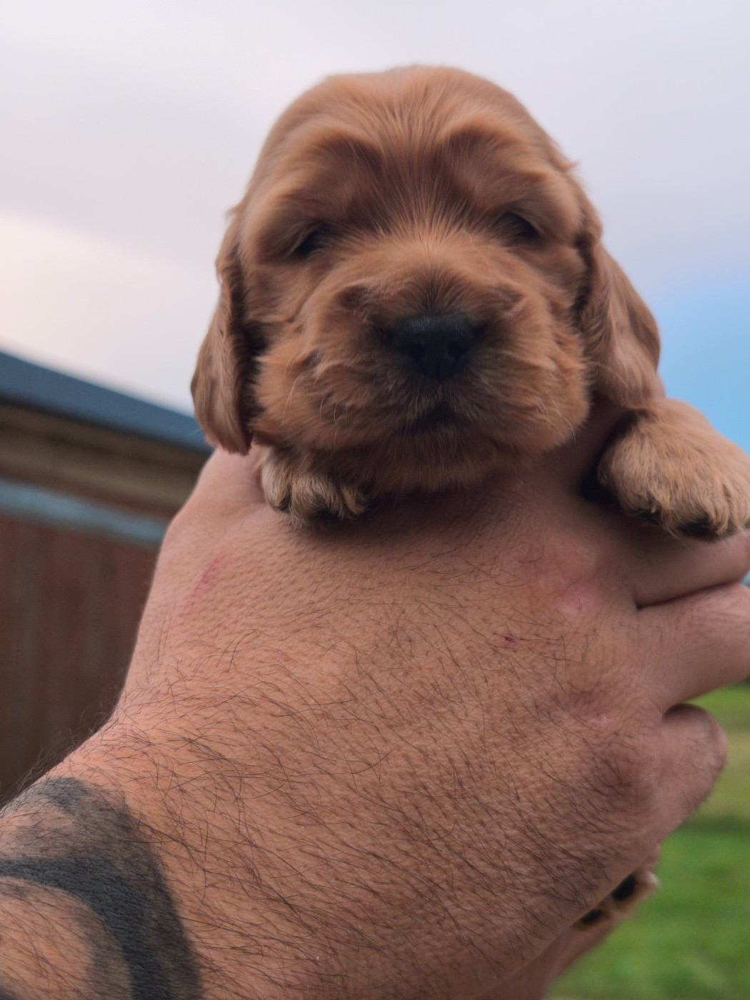 Du Clos De La Majesty - Chiots disponibles - Cocker Spaniel Anglais
