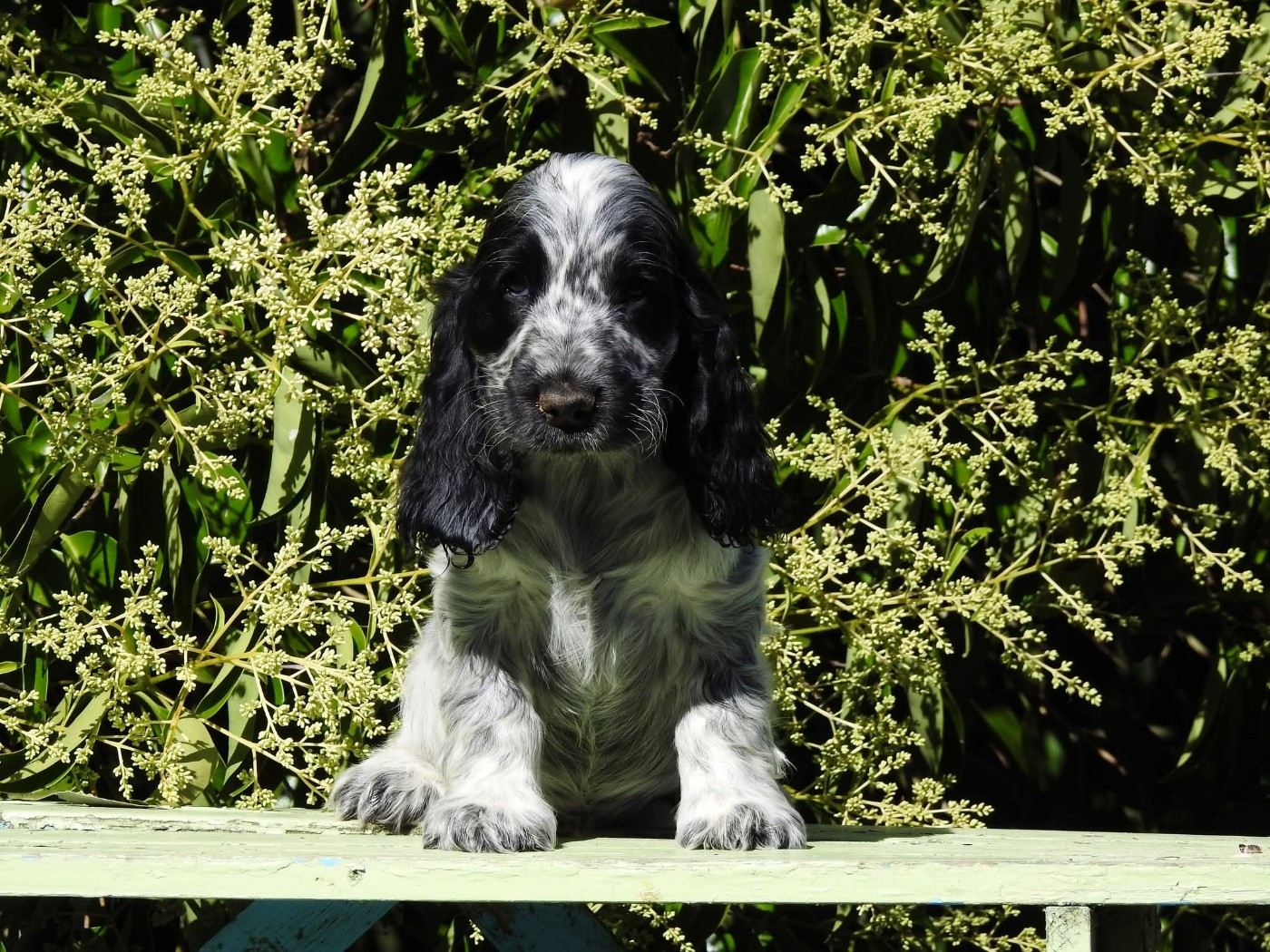 Du Clos De La Majesty - Chiots disponibles - Cocker Spaniel Anglais