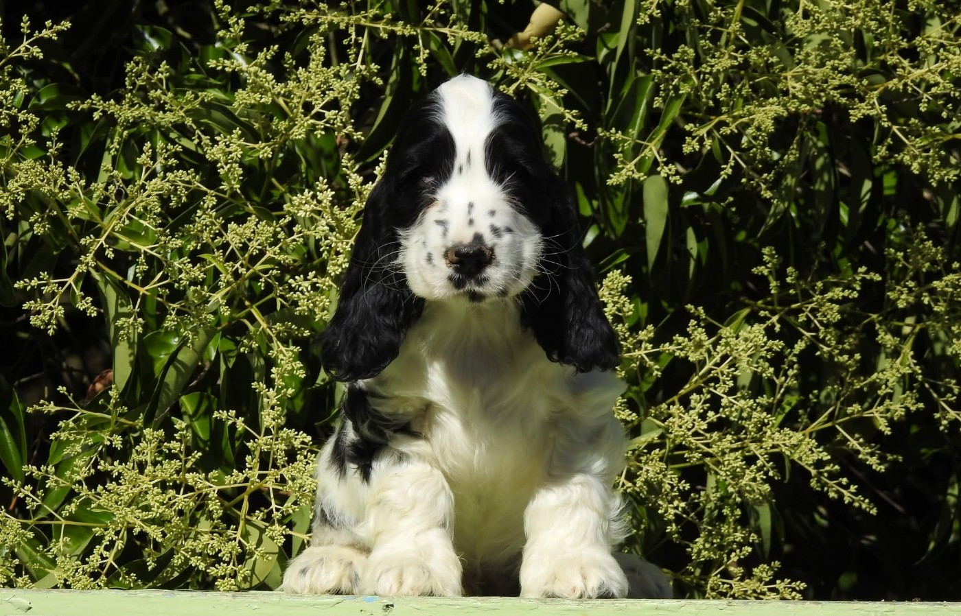 Du Clos De La Majesty - Chiots disponibles - Cocker Spaniel Anglais