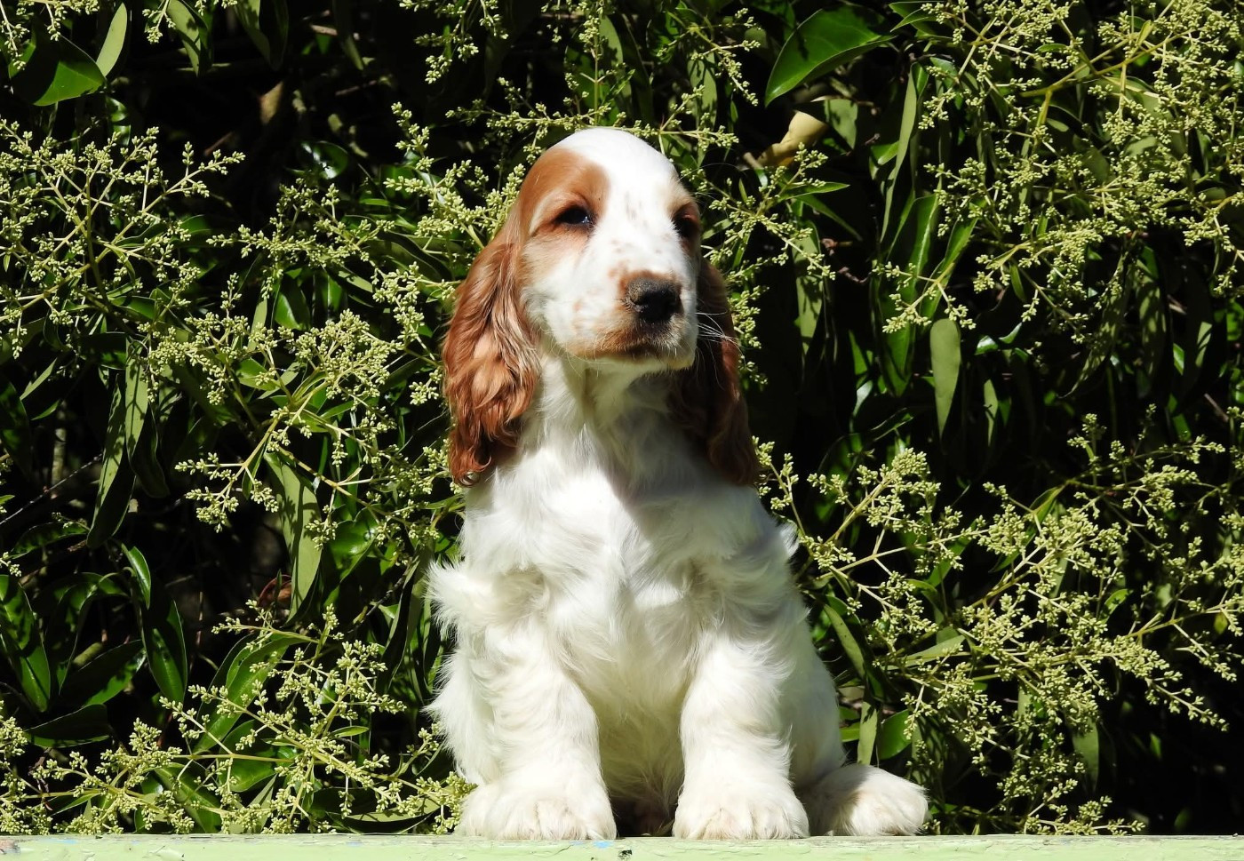 Du Clos De La Majesty - Chiots disponibles - Cocker Spaniel Anglais