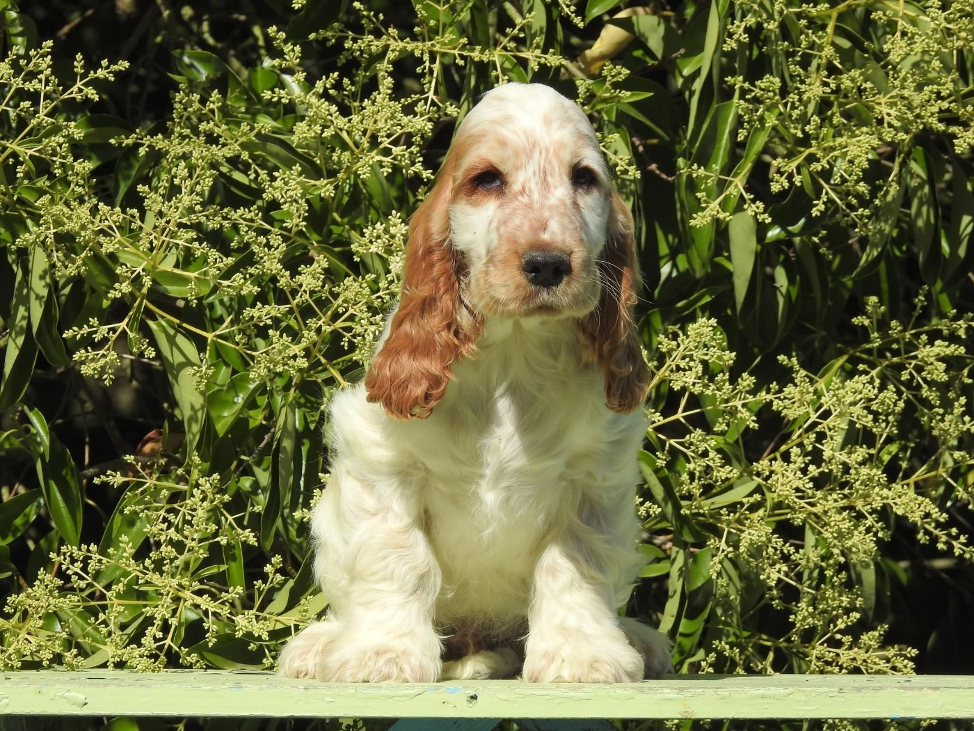 Du Clos De La Majesty - Chiots disponibles - Cocker Spaniel Anglais