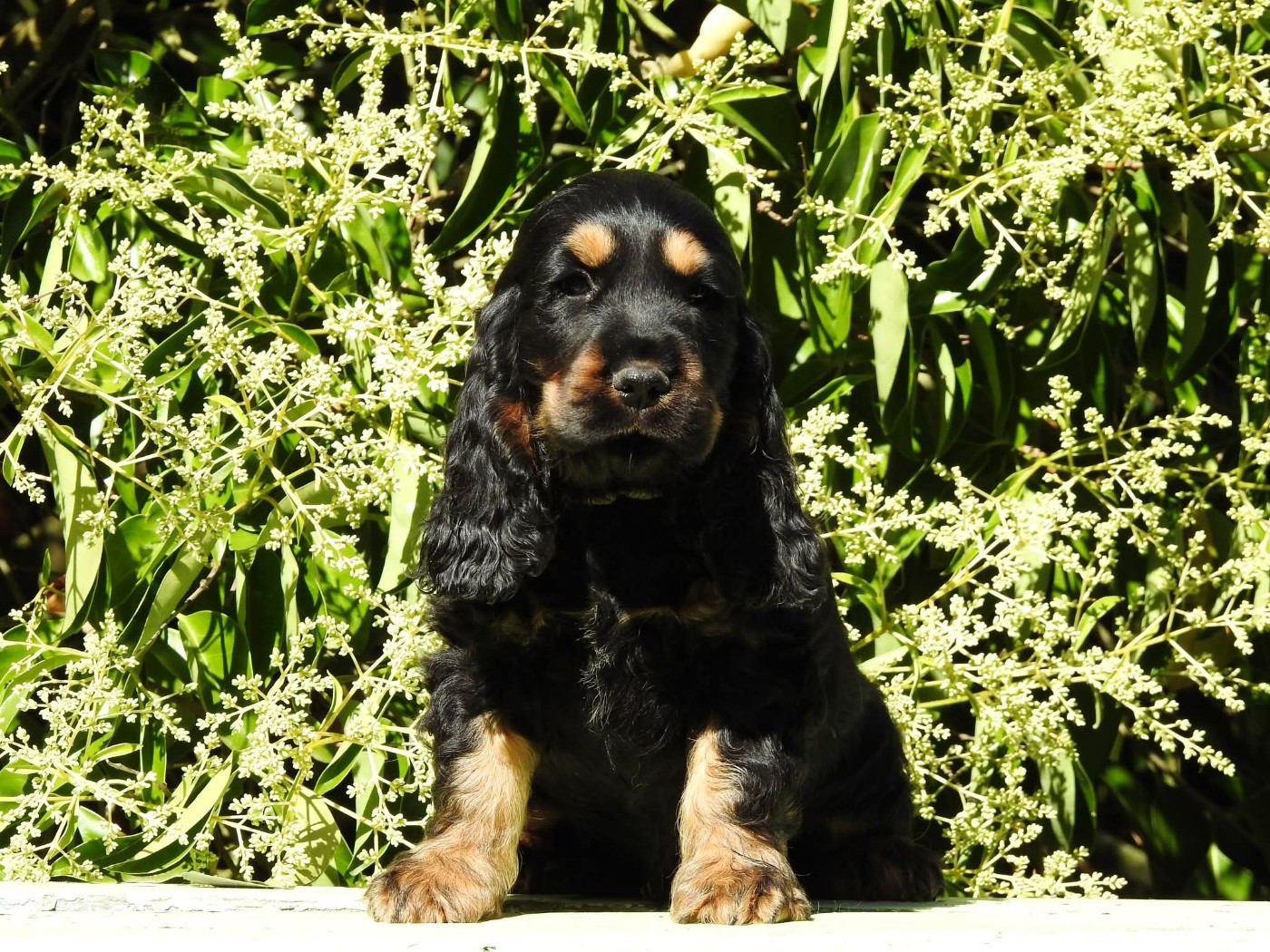 Du Clos De La Majesty - Chiots disponibles - Cocker Spaniel Anglais