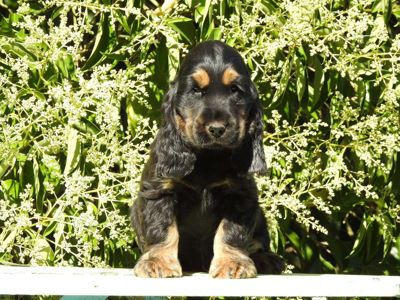 Du Clos De La Majesty - Chiots disponibles - Cocker Spaniel Anglais