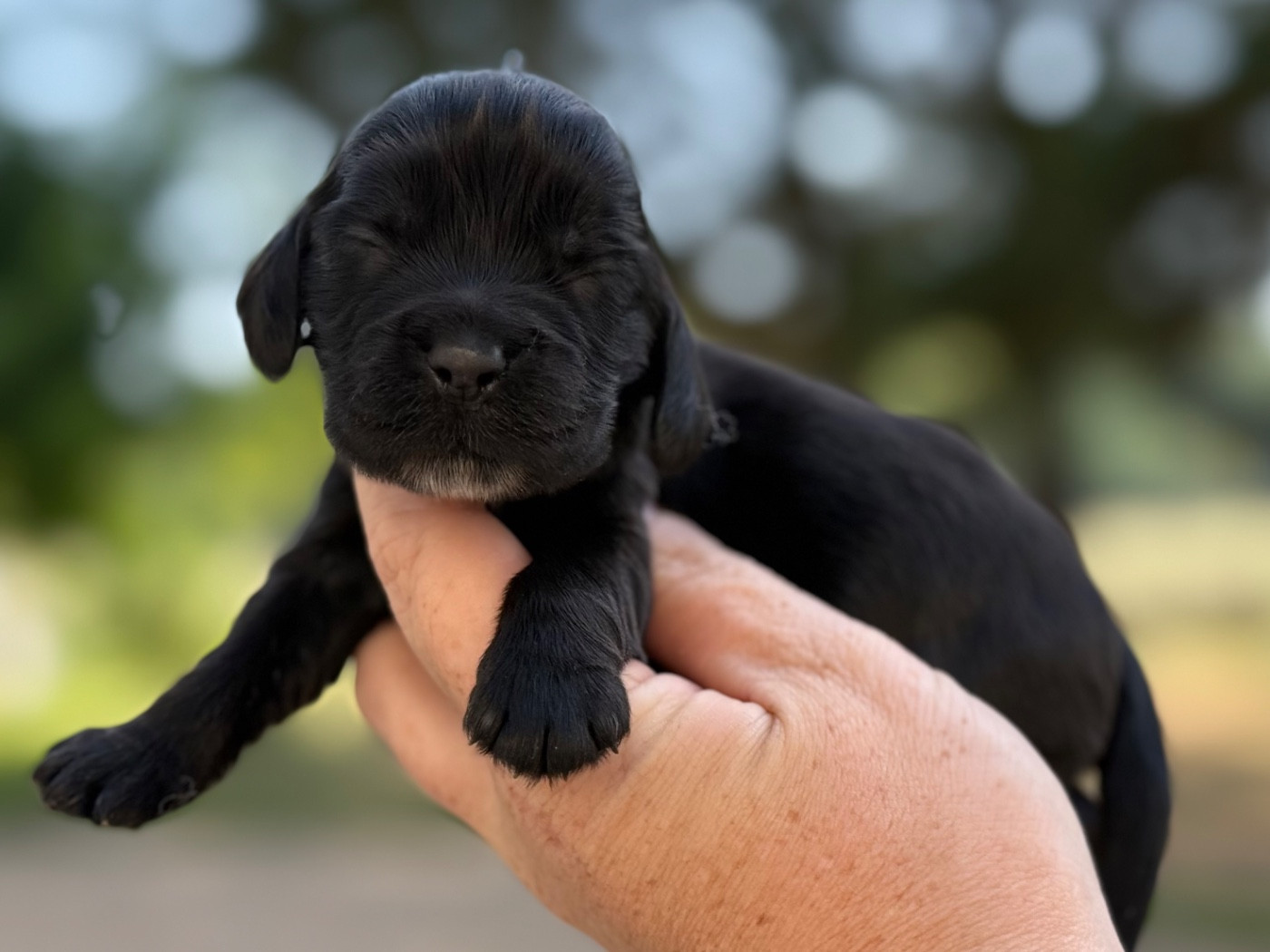 Du Clos De La Majesty - Chiots disponibles - Cocker Spaniel Anglais