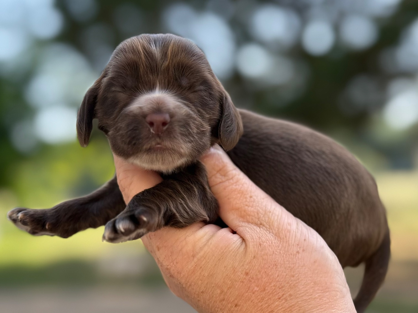 Du Clos De La Majesty - Chiots disponibles - Cocker Spaniel Anglais