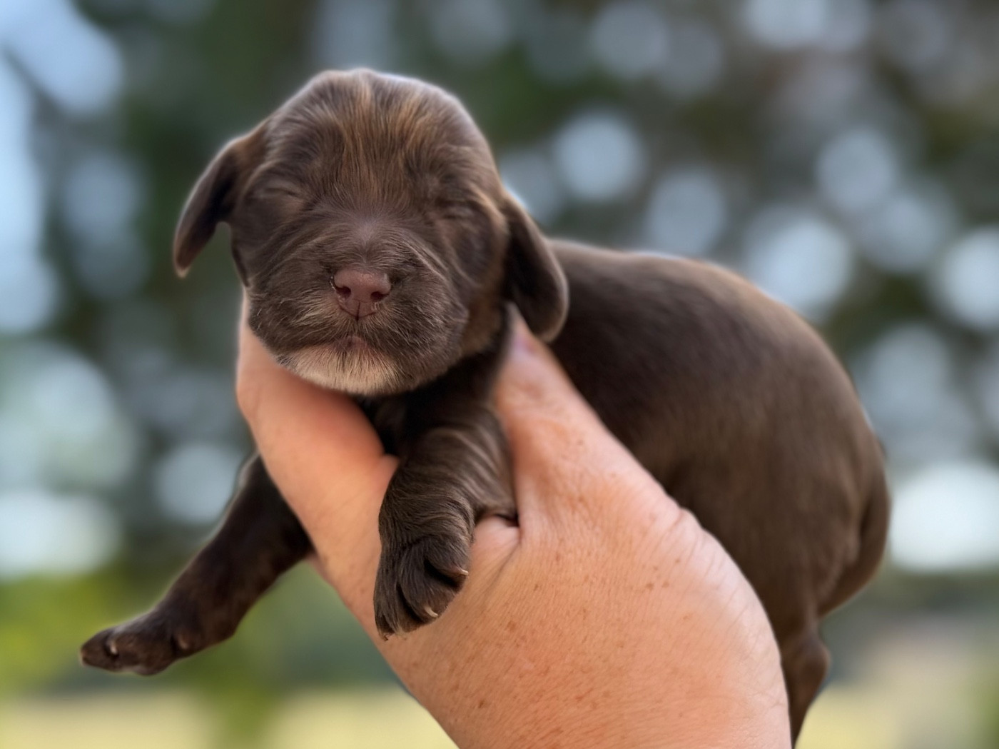 Du Clos De La Majesty - Chiots disponibles - Cocker Spaniel Anglais