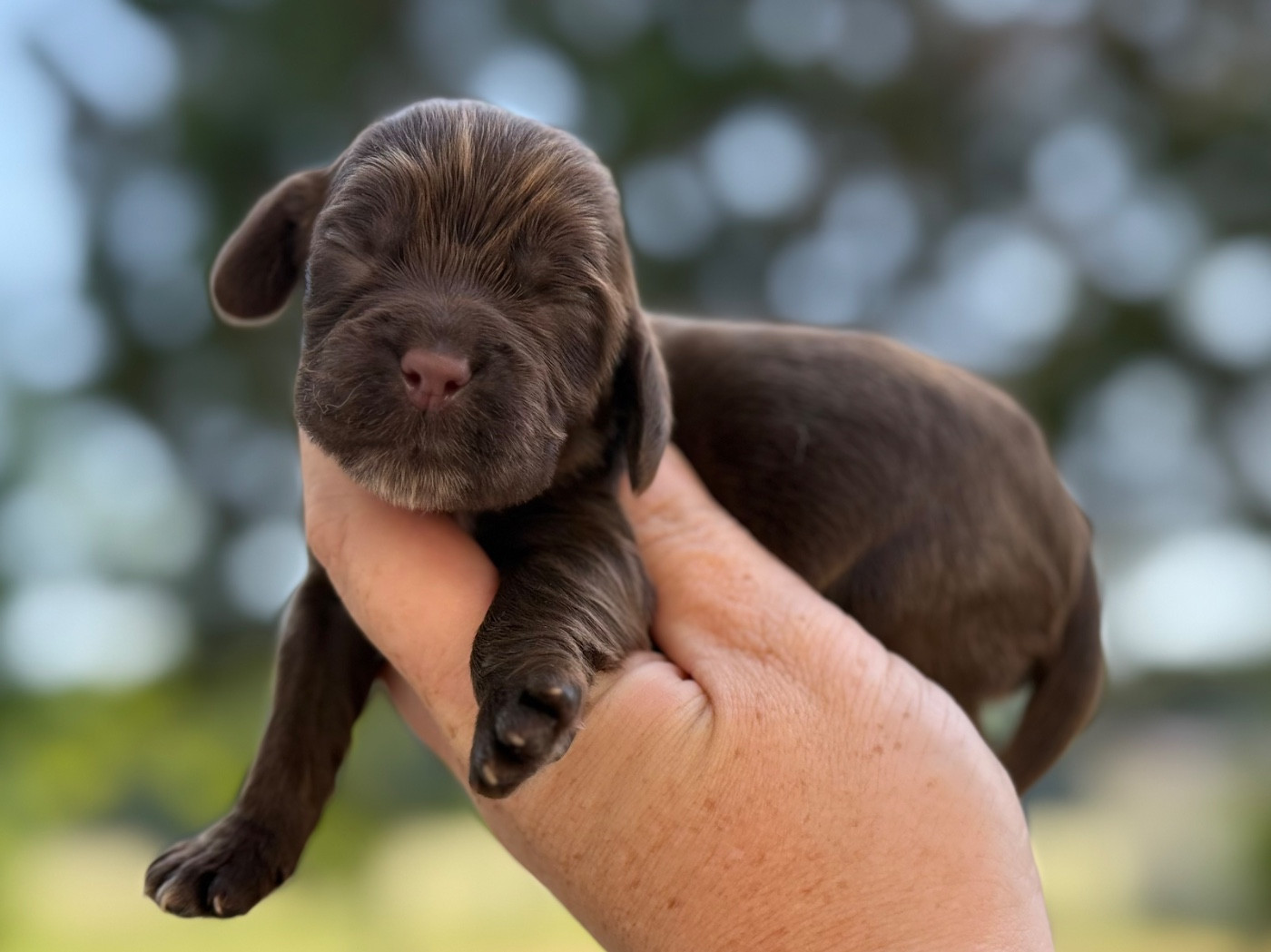 Du Clos De La Majesty - Chiots disponibles - Cocker Spaniel Anglais