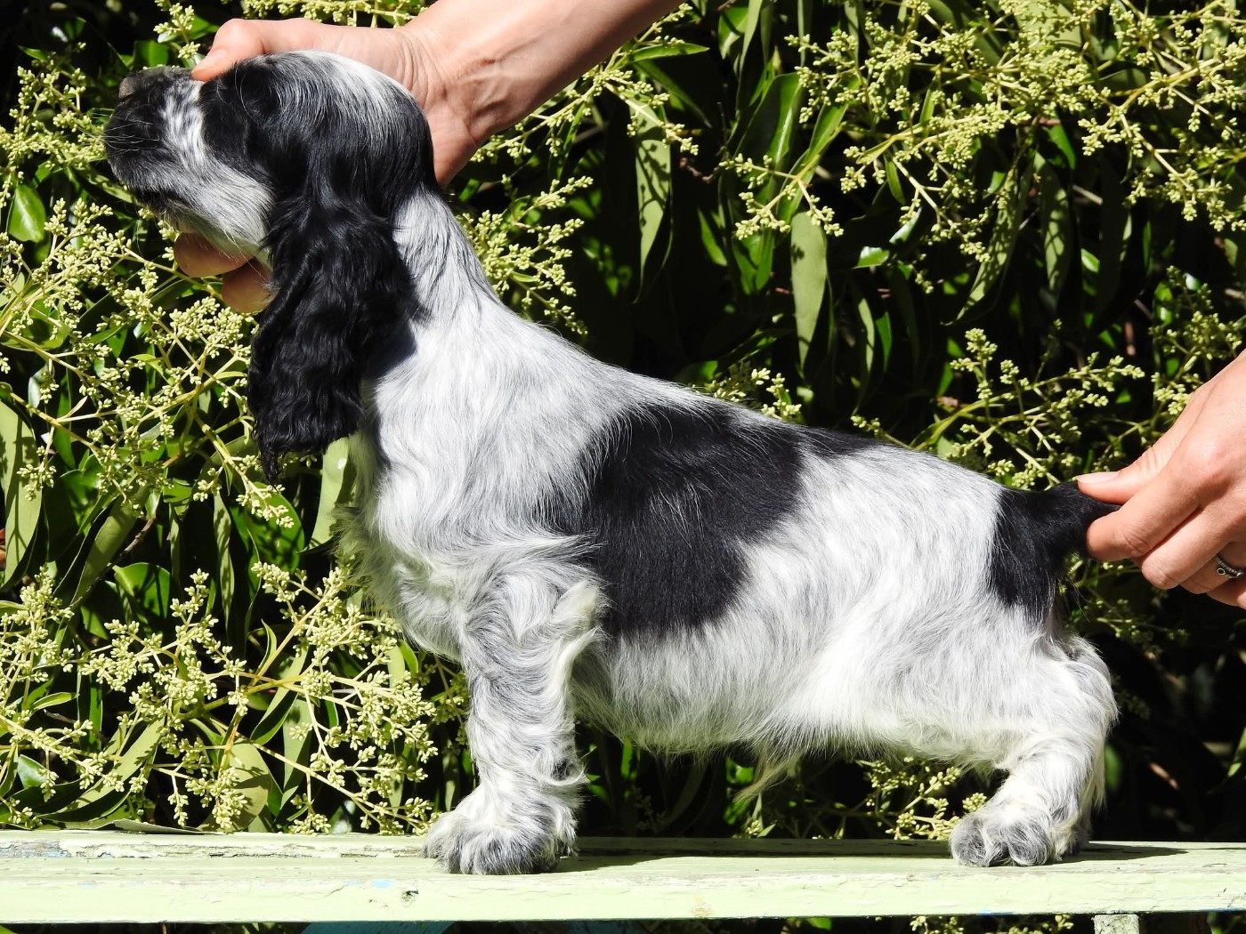Du Clos De La Majesty - Cocker Spaniel Anglais - Portée née le 12/04/2026