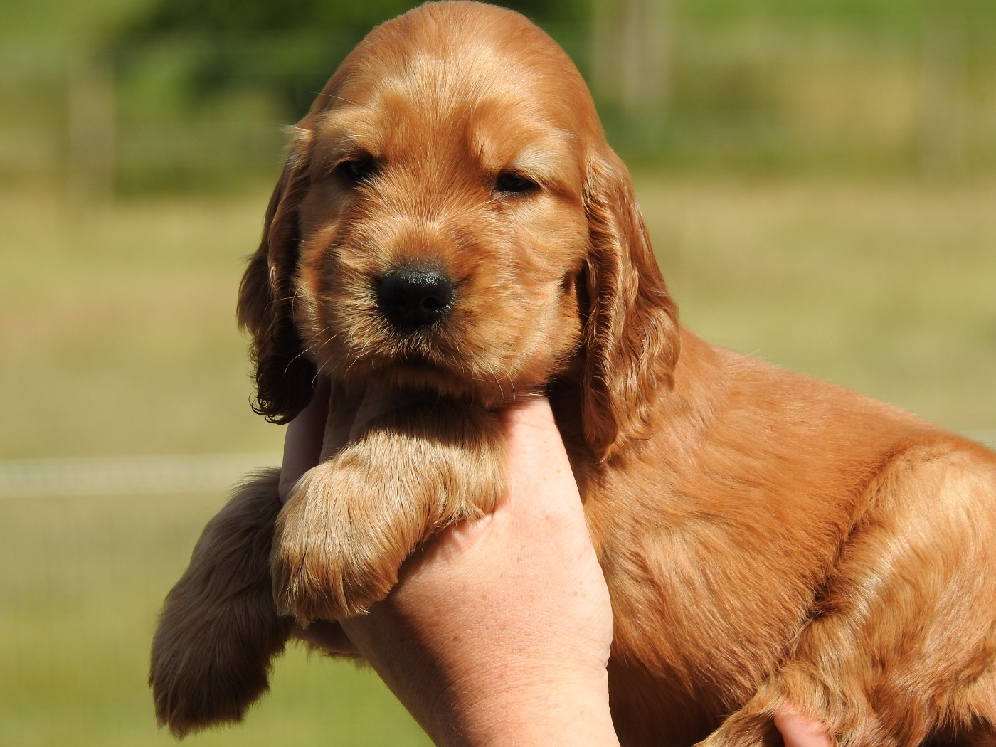 Du Clos De La Majesty - Chiots disponibles - Cocker Spaniel Anglais