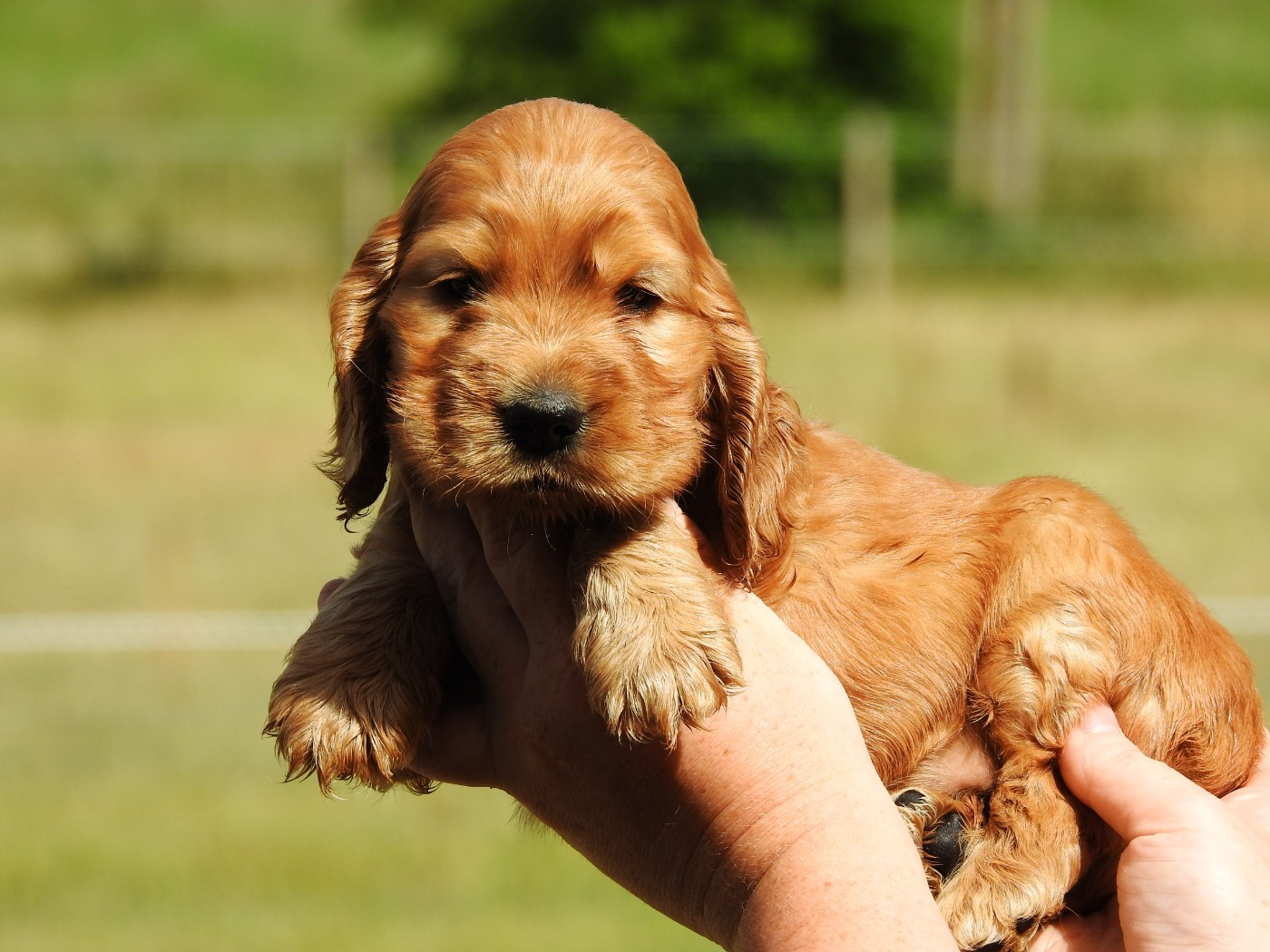 Du Clos De La Majesty - Chiots disponibles - Cocker Spaniel Anglais
