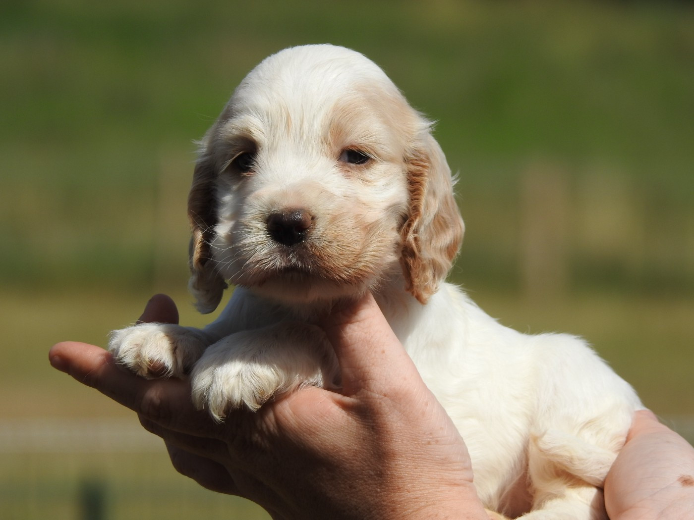 Du Clos De La Majesty - Chiots disponibles - Cocker Spaniel Anglais