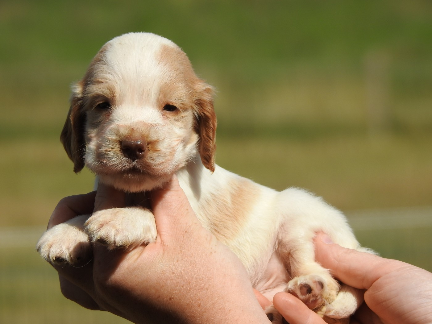 Du Clos De La Majesty - Chiots disponibles - Cocker Spaniel Anglais