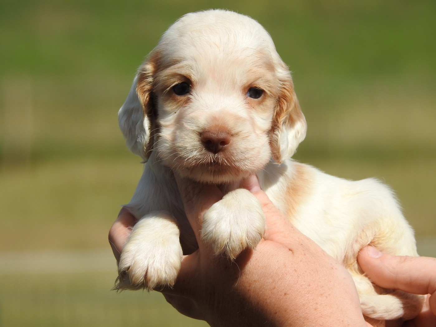 Du Clos De La Majesty - Chiots disponibles - Cocker Spaniel Anglais