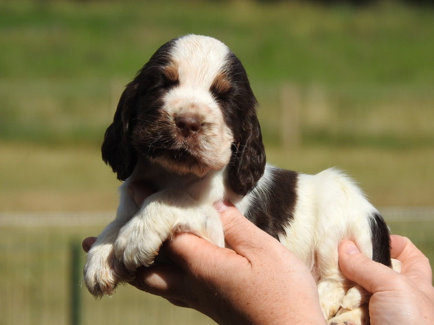 Du Clos De La Majesty - Chiots disponibles - Cocker Spaniel Anglais