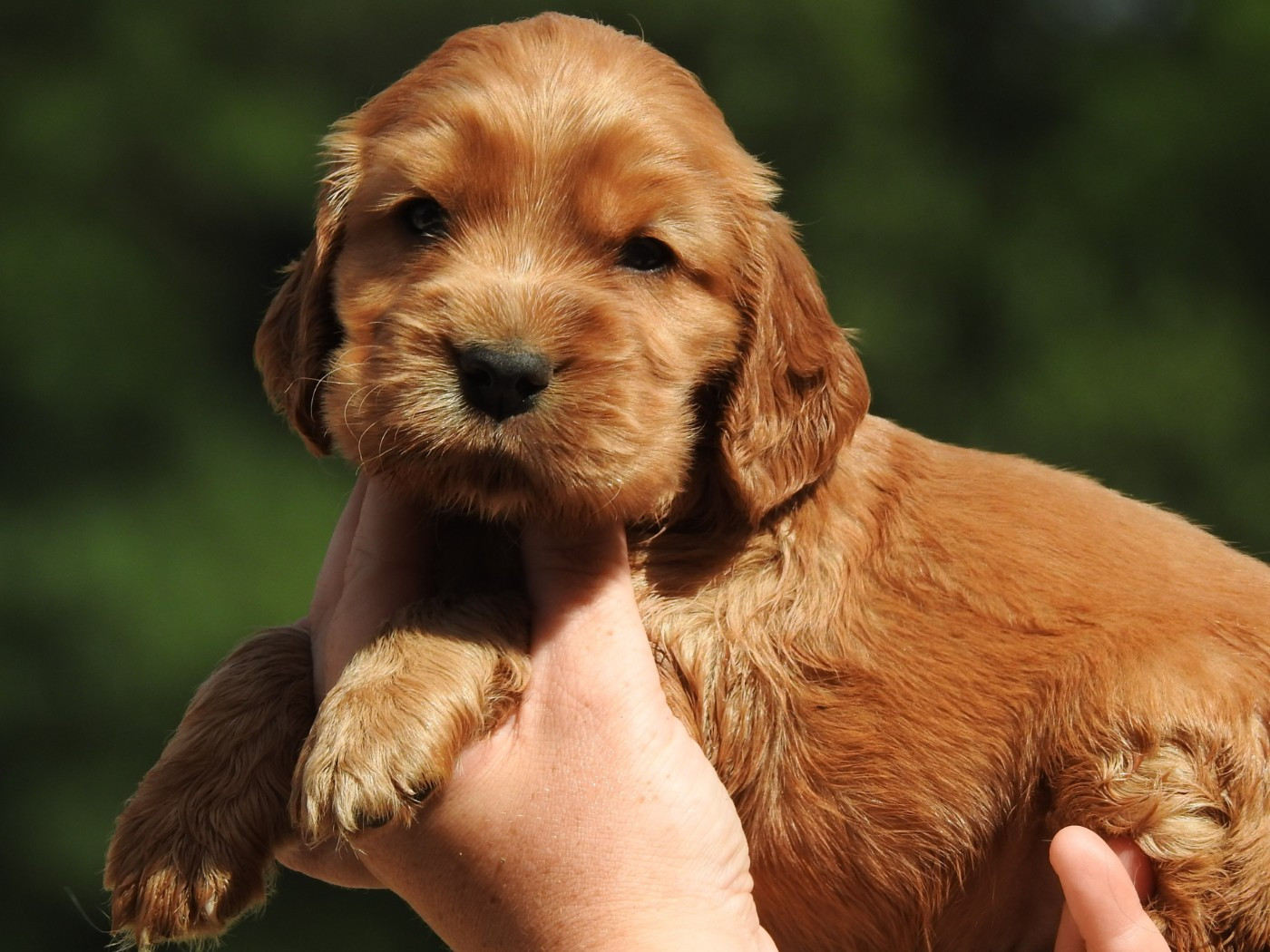 Du Clos De La Majesty - Chiots disponibles - Cocker Spaniel Anglais