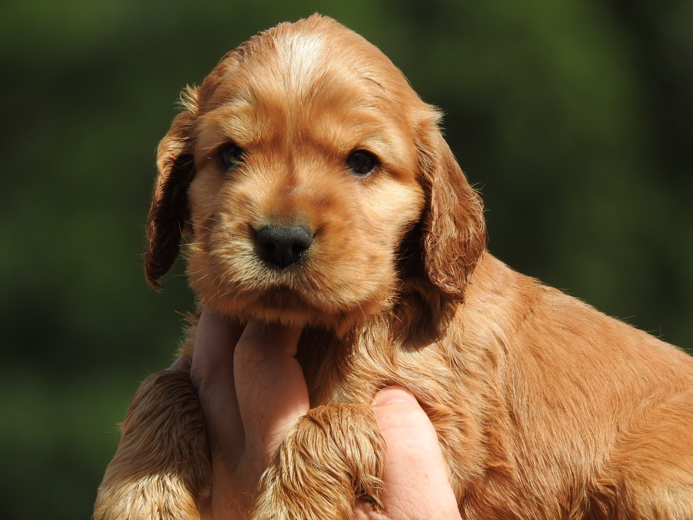 Du Clos De La Majesty - Chiots disponibles - Cocker Spaniel Anglais