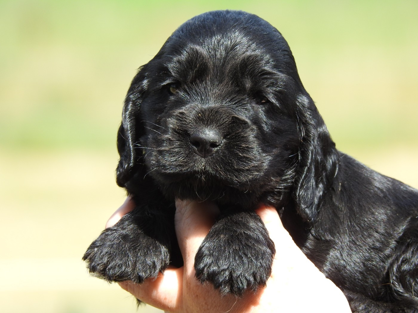 Du Clos De La Majesty - Chiots disponibles - Cocker Spaniel Anglais