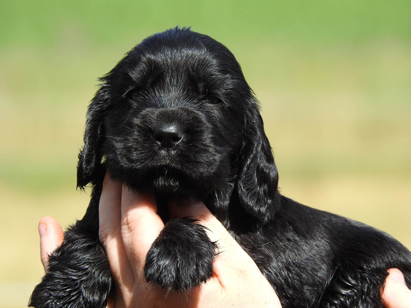 Du Clos De La Majesty - Chiots disponibles - Cocker Spaniel Anglais