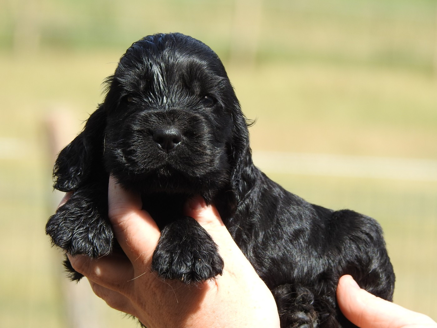 Du Clos De La Majesty - Chiots disponibles - Cocker Spaniel Anglais