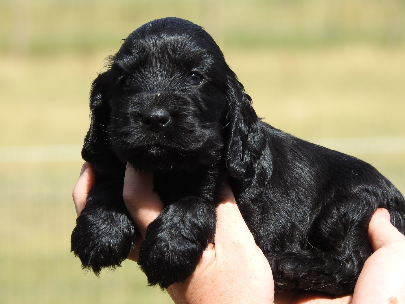 Du Clos De La Majesty - Chiots disponibles - Cocker Spaniel Anglais