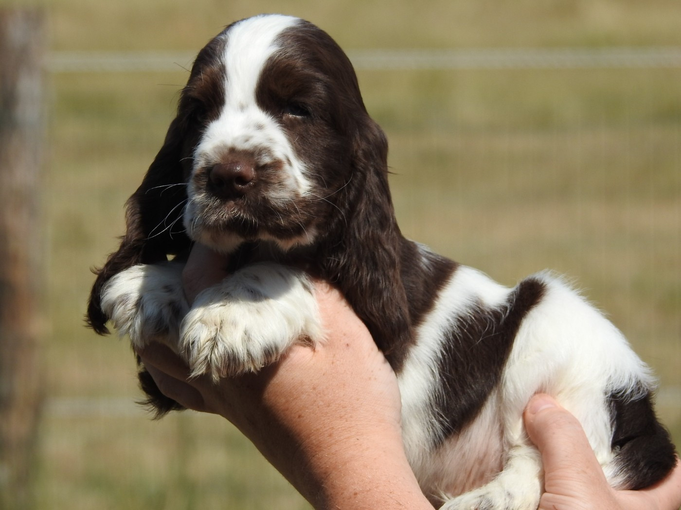 Du Clos De La Majesty - Chiots disponibles - Cocker Spaniel Anglais