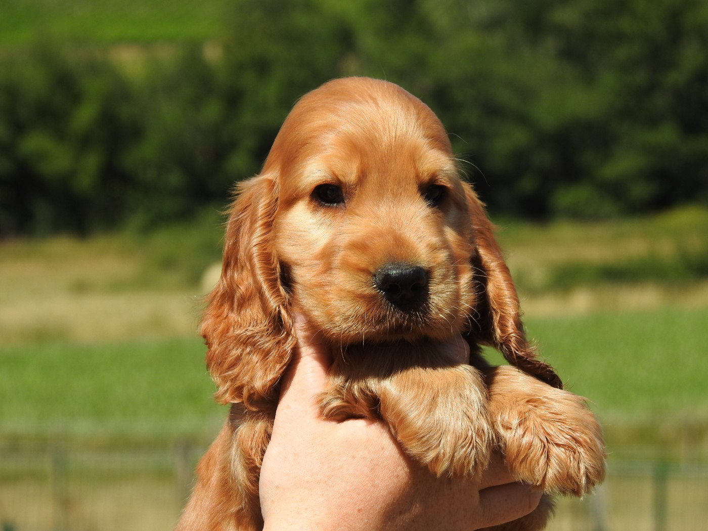 Du Clos De La Majesty - Cocker Spaniel Anglais - Portée née le 15/05/2026