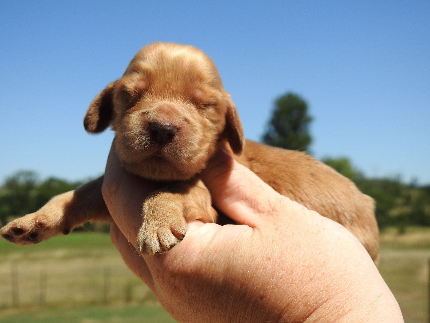 Du Clos De La Majesty - Chiots disponibles - Cocker Spaniel Anglais