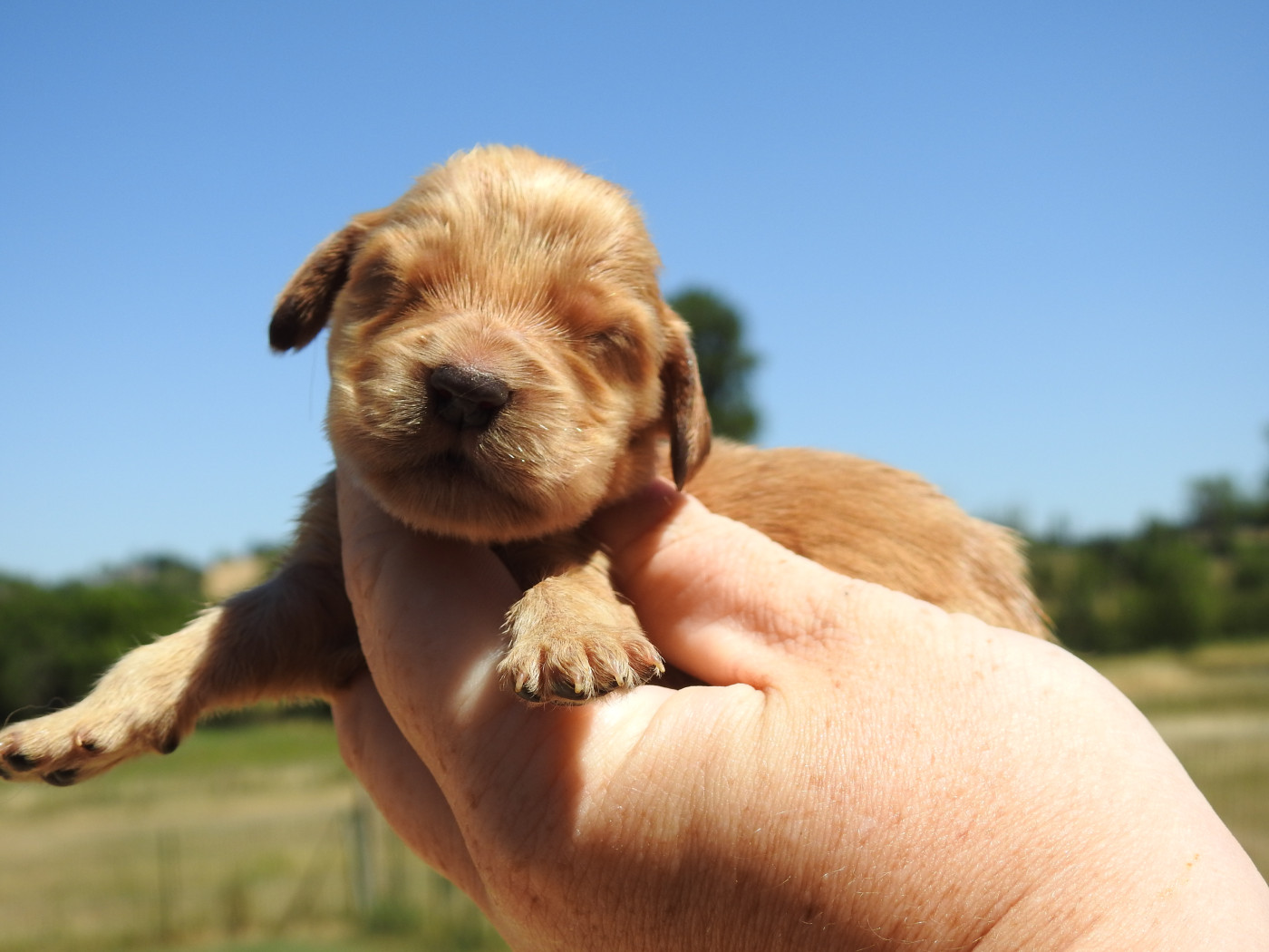 Du Clos De La Majesty - Chiots disponibles - Cocker Spaniel Anglais