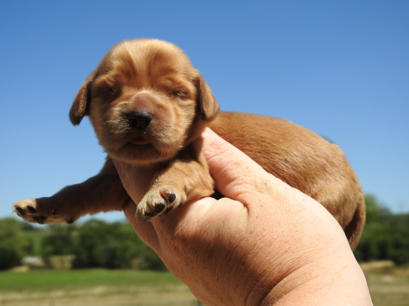 Du Clos De La Majesty - Chiots disponibles - Cocker Spaniel Anglais