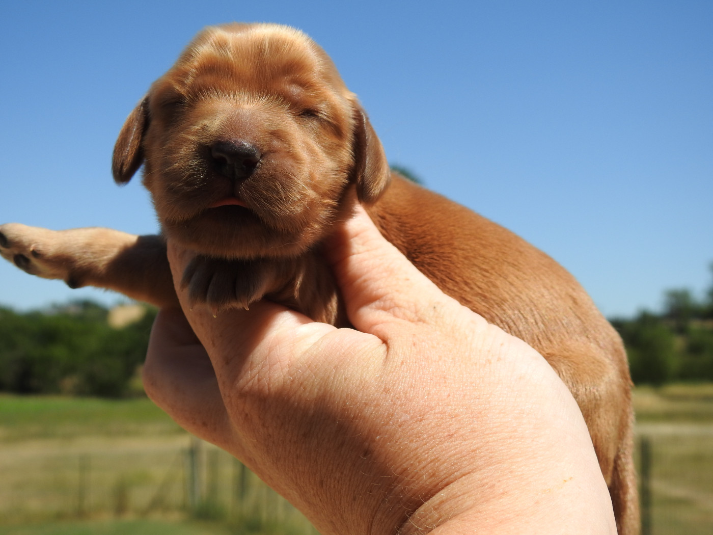 Du Clos De La Majesty - Chiots disponibles - Cocker Spaniel Anglais
