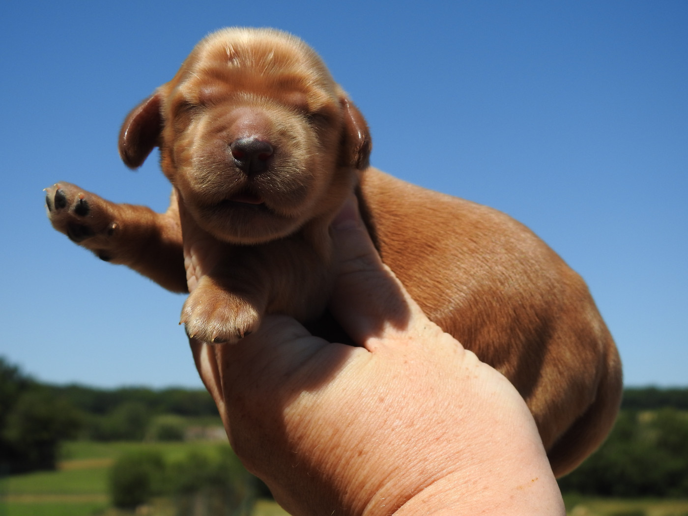 Du Clos De La Majesty - Chiots disponibles - Cocker Spaniel Anglais
