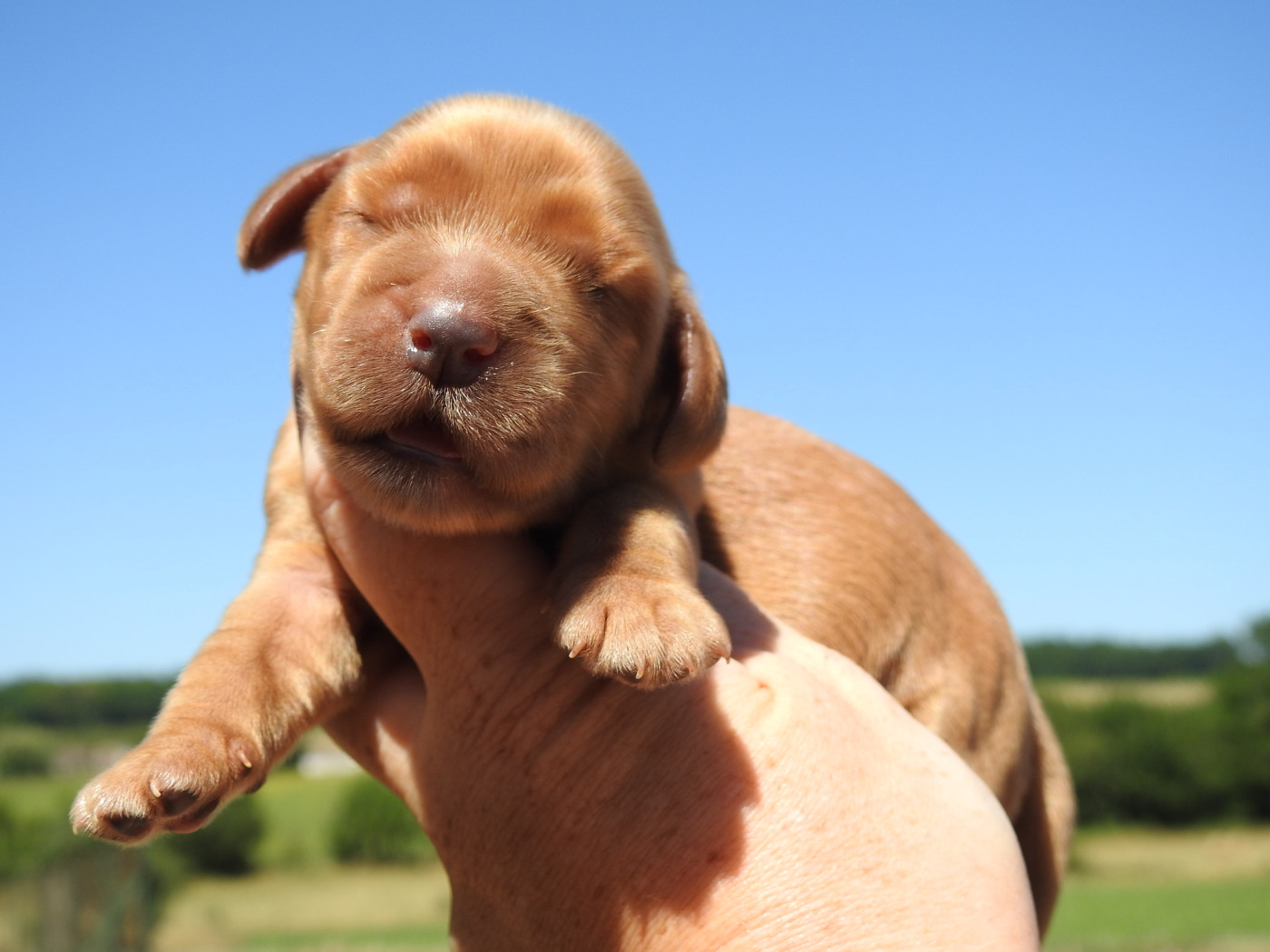 Du Clos De La Majesty - Chiots disponibles - Cocker Spaniel Anglais