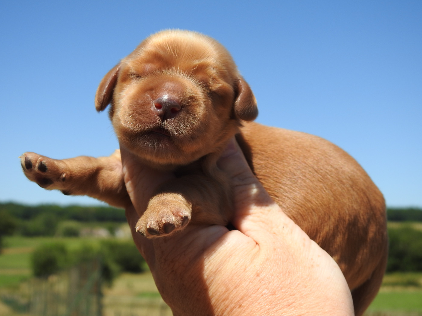 Du Clos De La Majesty - Chiots disponibles - Cocker Spaniel Anglais